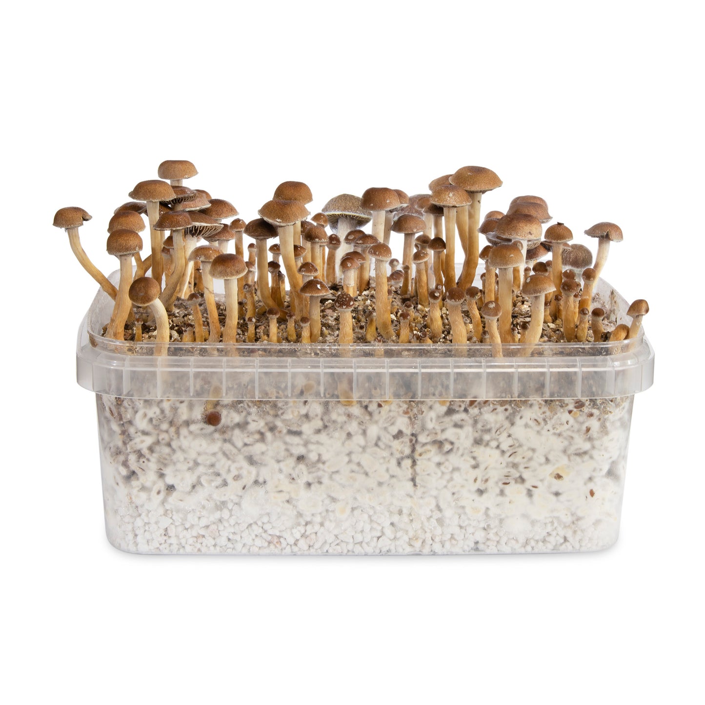 COSTA RICA PSILOCYBE CUBENSIS SPORE SYRINGE