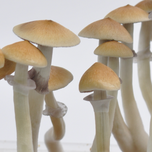 CAMBODIAN ORIGINAL PSILOCYBE CUBENSIS SPORE SYRINGE