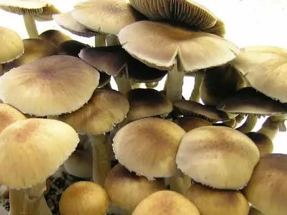 GOLDEN TEACHER PSILOCYBE CUBENSIS SPORE SYRINGE (MOST POPULAR)