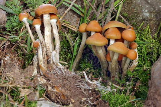 PSILOCYBE AZTECORUM SPORE SYRINGE