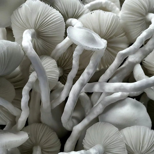 WHITE TEACHER CUBENSIS SPORE SYRINGES